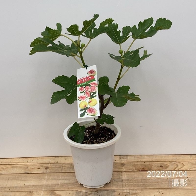 斑入りイチジク 希少 イチジク 斑入り 『ジョリータイガー』無花果 苗 苗木 【公式通販】