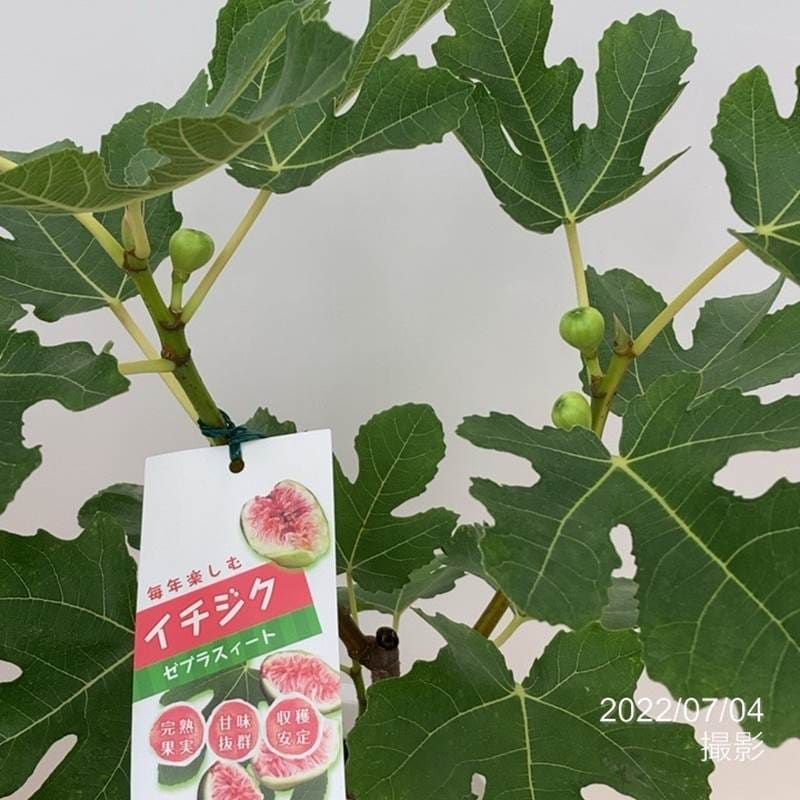 イチジク ゼブラスィート 6号 ※実無し｜果樹10-TU | 果樹,イチジク