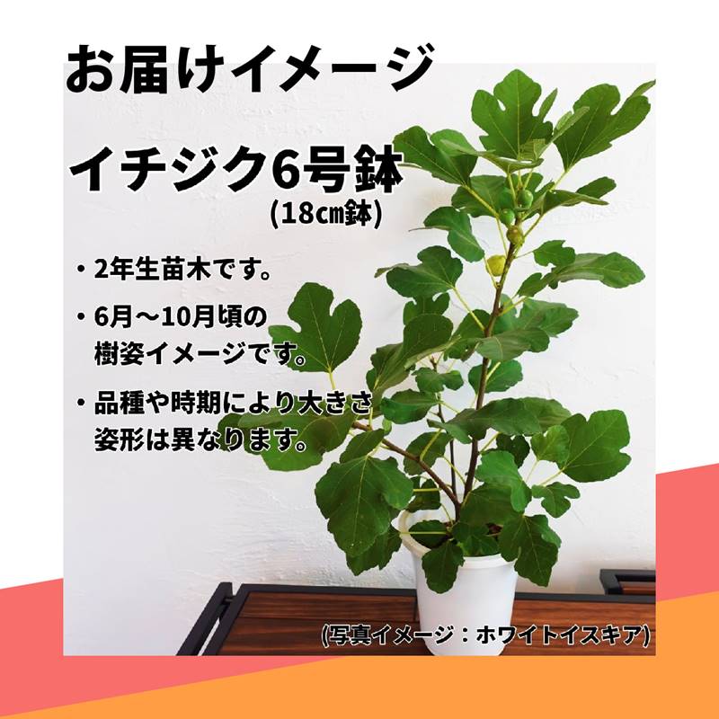 イチジク ゼブラスィート 6号 ※実無し｜果樹10-TU | 果樹,イチジク