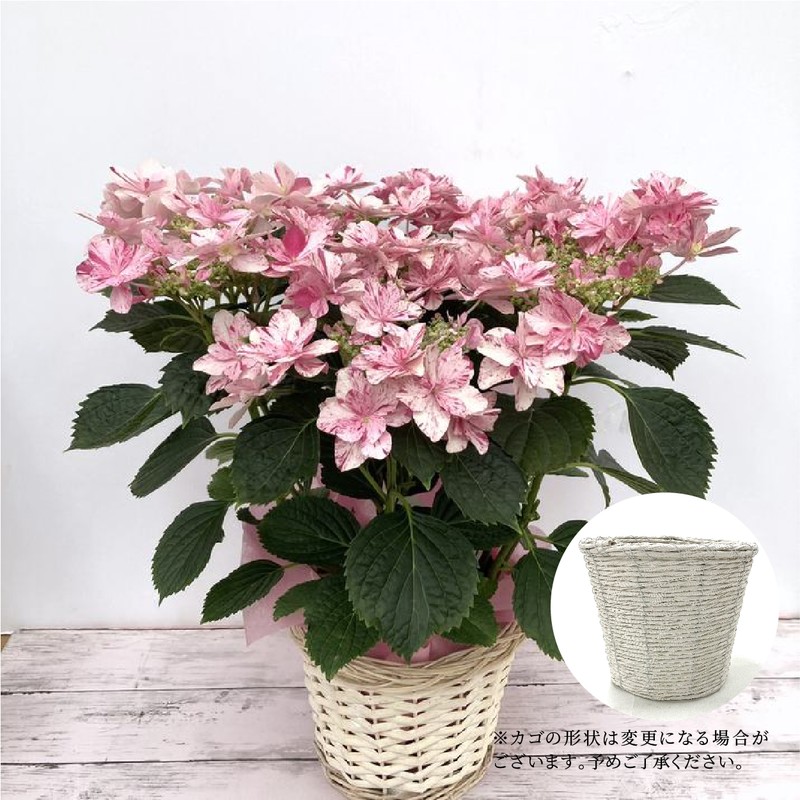 早割期間中！】母の日ギフト2026 アジサイ 衣純千織イズミチオリ