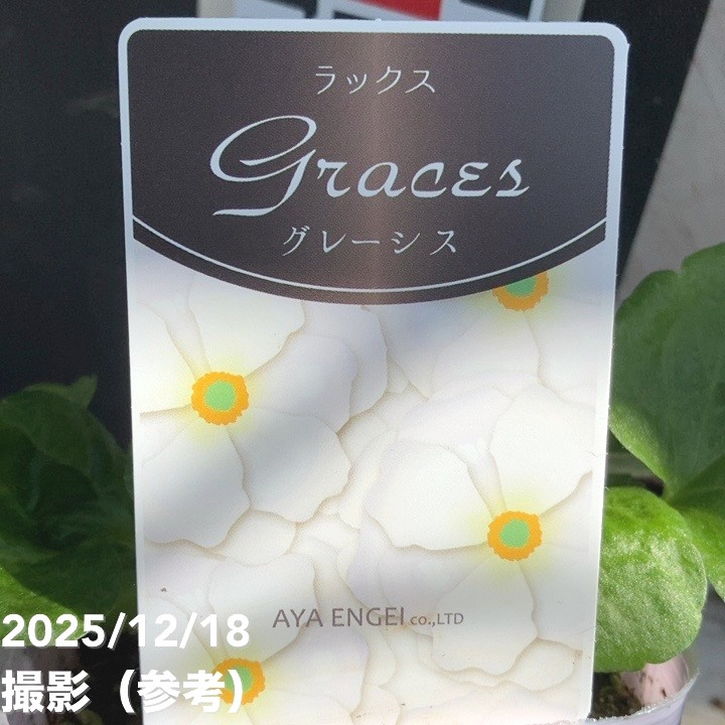 ラナンキュラス ラックスシリーズ 3.5～4号 グレーシス｜草花04-PA