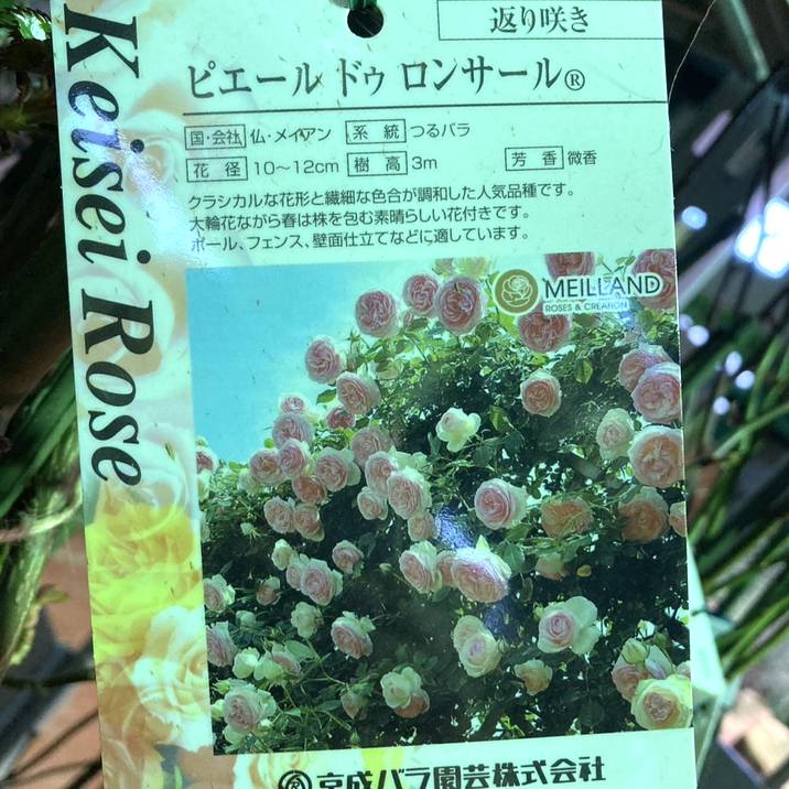 つるバラ長尺苗 ピエール ドゥ ロンサール 6号 京成バラ園芸｜s200