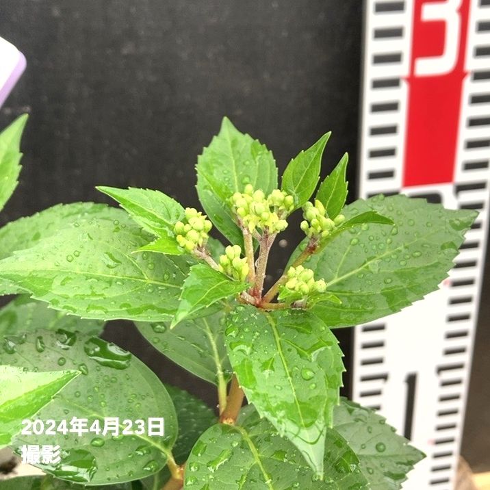 PW ラグランジア クリスタルヴェール2 6号｜花木04-PA | 花木・庭木