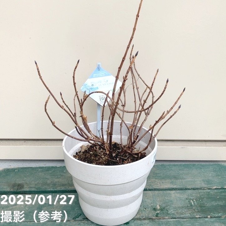 PW ラグランジア クリスタルヴェール2 6号｜花木04-PA | 花木・庭木