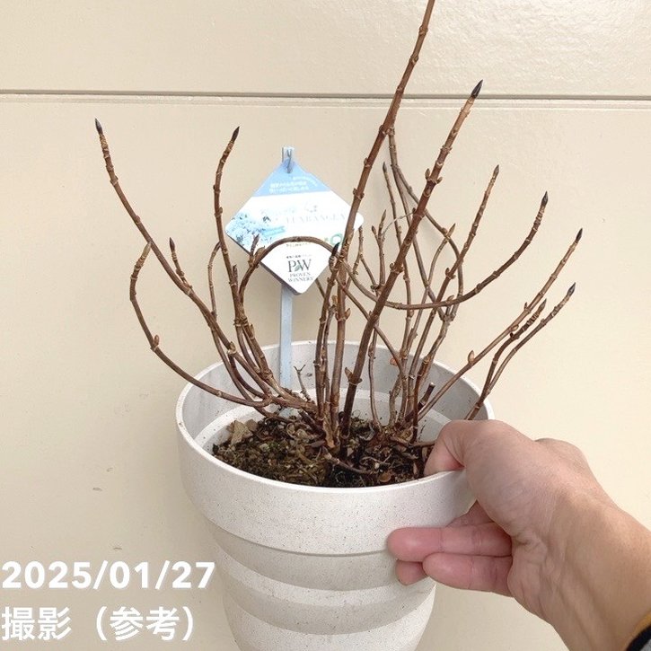 PW ラグランジア クリスタルヴェール2 6号｜花木04-PA | 花木・庭木