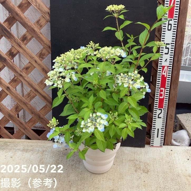 PW ラグランジア クリスタルヴェール2 6号｜花木04-PA | 花木・庭木