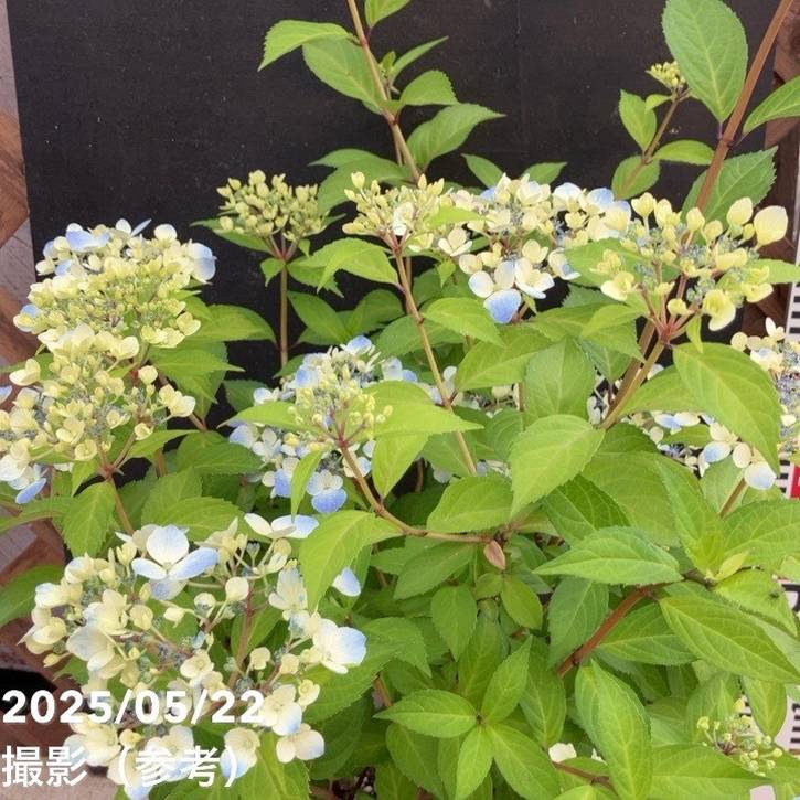 決算P5倍！8/2まで】PW ラグランジア クリスタルヴェール2 6号｜花木04