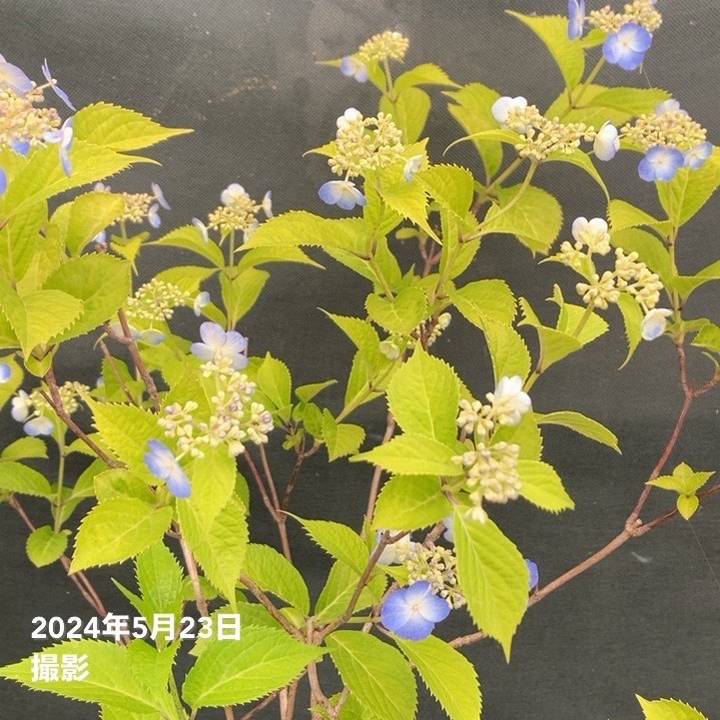ヤマアジサイ 6号スリット鉢 トカラの空｜花木03-D3 | 赤塚植物園自社