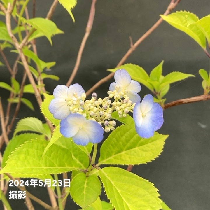 ヤマアジサイ 6号スリット鉢 トカラの空｜花木03-D3 | 赤塚植物園自社