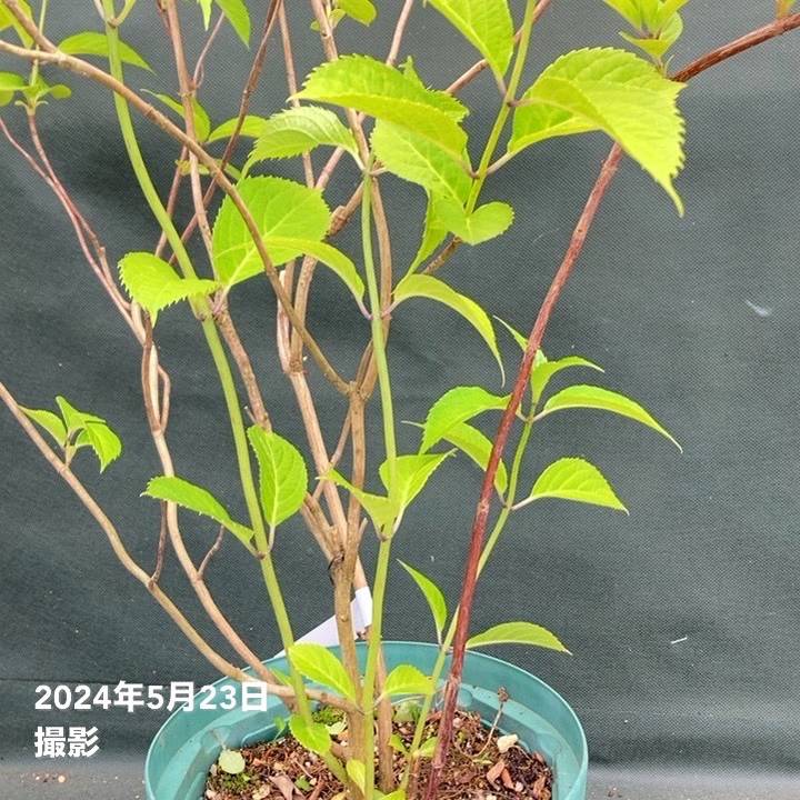 ヤマアジサイ 6号スリット鉢 トカラの空｜花木03-D3 | 赤塚植物園自社