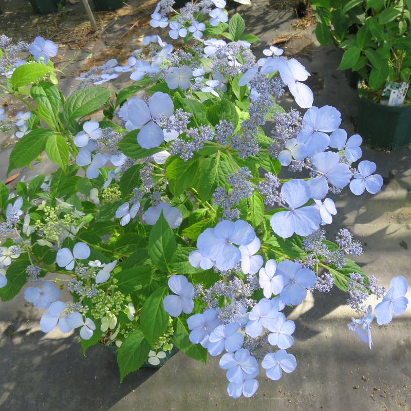 ヤマアジサイ 6号スリット鉢 トカラの空｜花木03-D3 | 赤塚植物園自社