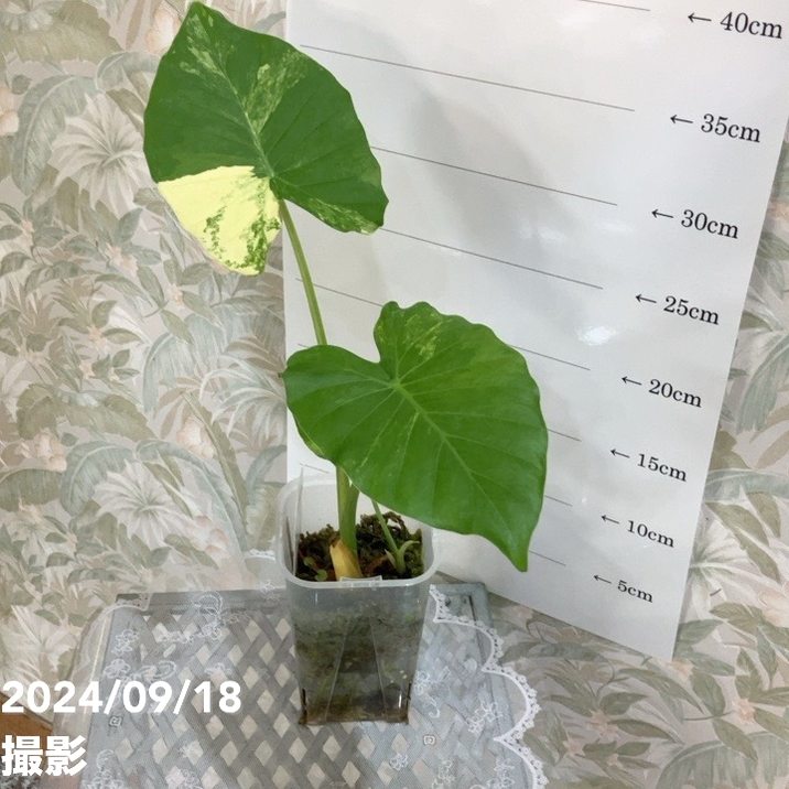 現品お届け】アロカシア オーレアバリエガータ グリーンベルベット