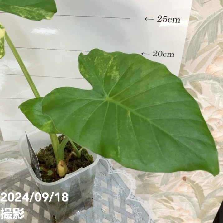 現品お届け】アロカシア オーレアバリエガータ グリーンベルベット