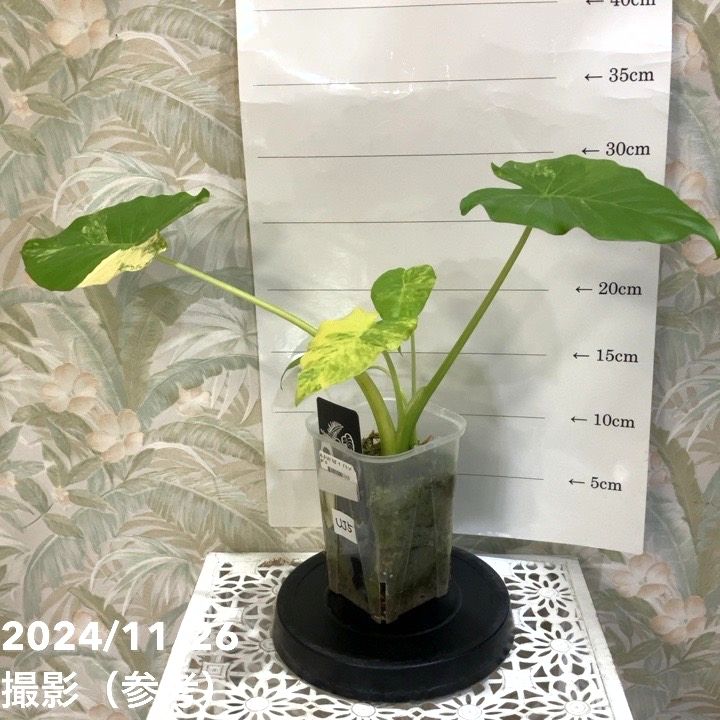 現品お届け】アロカシア オーレアバリエガータ グリーン