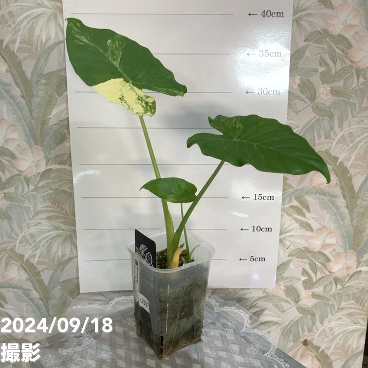 現品お届け】アロカシア オーレアバリエガータ グリーンベルベット