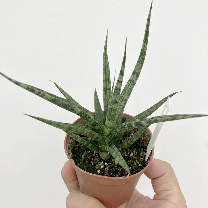 期間限定10％OFF！】サンスベリア 2.5号 トーチ 2鉢セット｜観葉02-D2