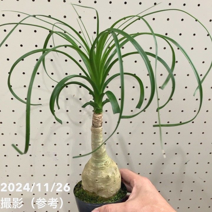 トックリラン（巨大サイズ株）インテリア用