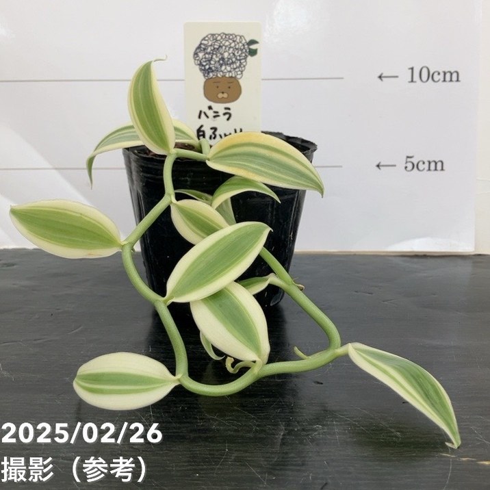 斑入りパキラ③ 現品お届け】実生 斑入りパキラ Pachira glabra 'variegata' 4号