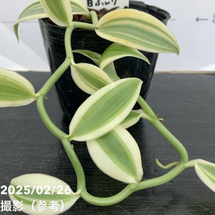 現品お届け】斑入りバニラ 3号（1）｜観葉10-TU | 観葉・多肉 | 赤塚