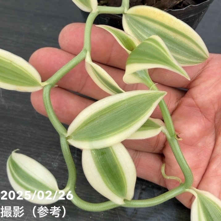 現品お届け】斑入りバニラ 3号（1）｜観葉10-TU | 観葉・多肉 | 赤塚