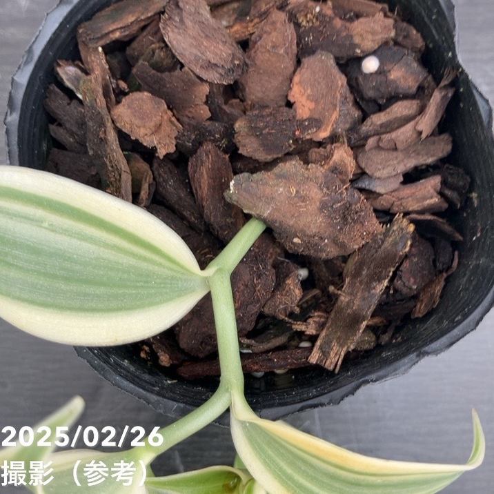 ハクセンコウ　斑入り 現品】斑入りアガベ アガベ・ハクセンコウ（白閃光）竜舌蘭 10号鉢 9A番