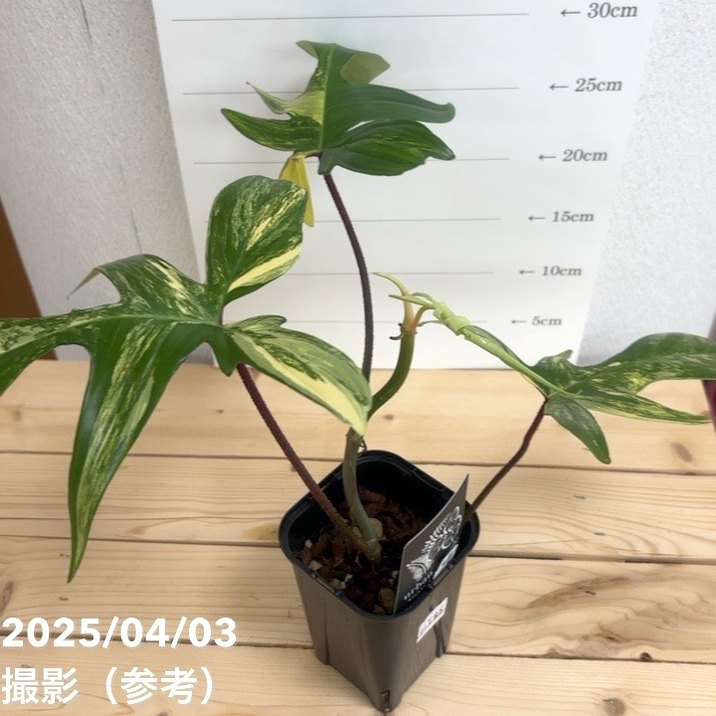現品お届け】フィロデンドロン フロリダビューティー 3.5号