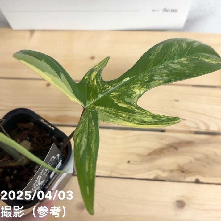 現品お届け】フィロデンドロン フロリダビューティー 3.5号