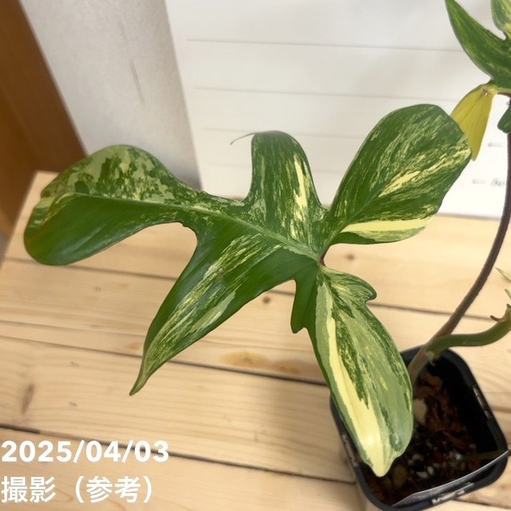 現品お届け】フィロデンドロン フロリダビューティー 3.5号