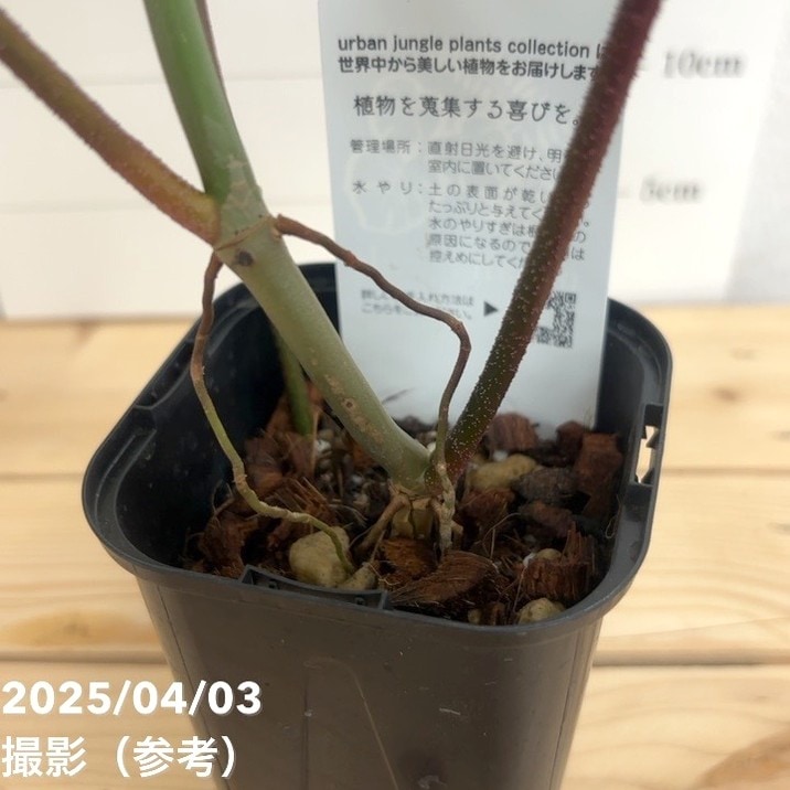 フィロデンドロン　フロリダビューティー 現品お届け】フィロデンドロン フロリダビューティー 3.5号