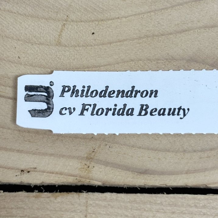 現品お届け】フィロデンドロン フロリダビューティー 3.5号ロング