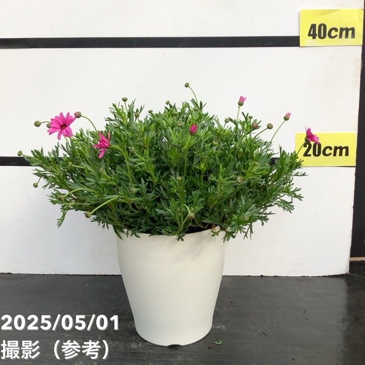 ビジューマム ローズクオーツ 6号｜草花10-TU | 草花,[多年草・宿根草