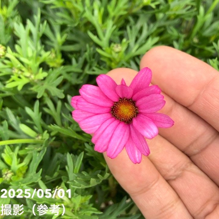 ビジューマム ローズクオーツ 6号｜草花10-TU | 草花,[多年草・宿根草