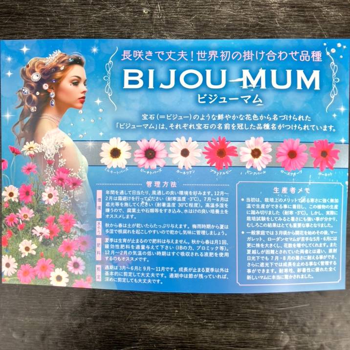 ビジューマム ローズクオーツ 6号｜草花10-TU | 草花,[多年草・宿根草