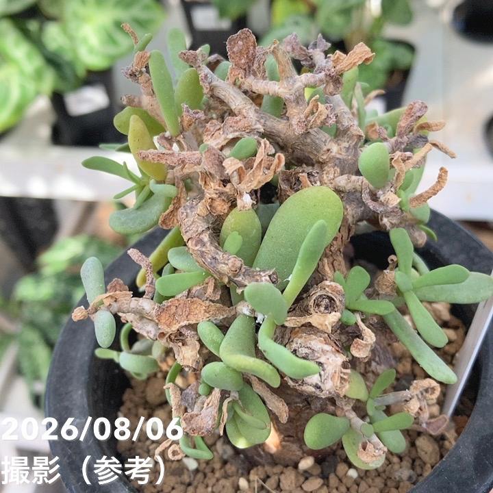 【現品お届け】ケラリア ピグマエア Ceraria pygmaea 3.5号(SA6)|観葉04-PA