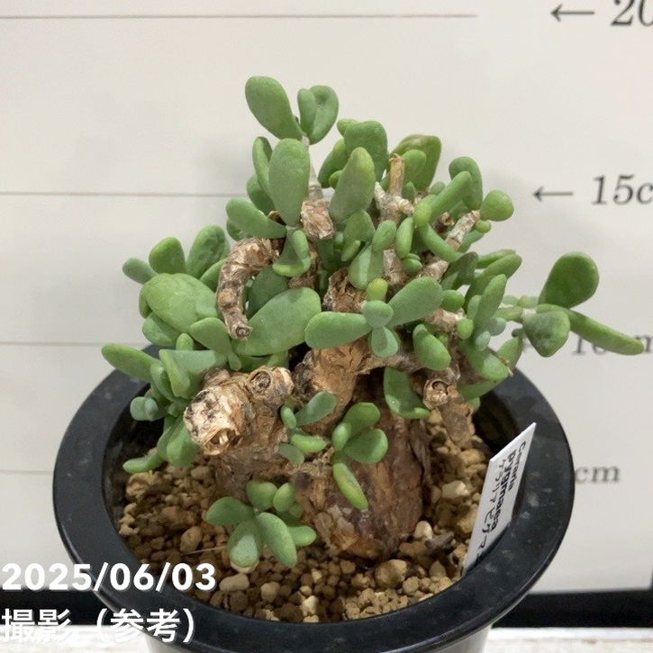 ケラリア ピグマエア　斑入り　レア？ ケラリア ピグマエア 斑入り レア？ ケラリア ピグマエア