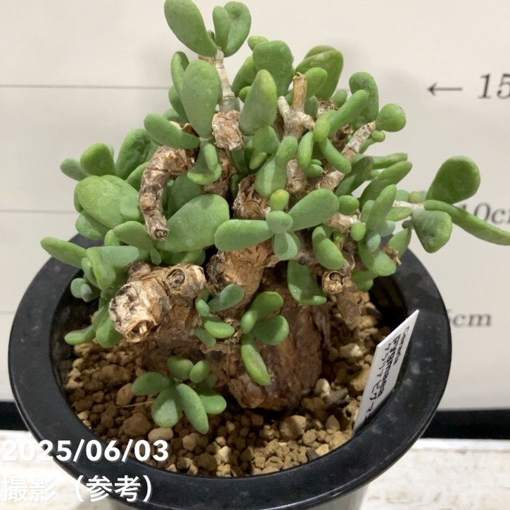 【国内採種】Ceraria Pygmaea seeds 新鮮種子50粒 国内採種】Ceraria Pygmaea seeds 新鮮種子50粒