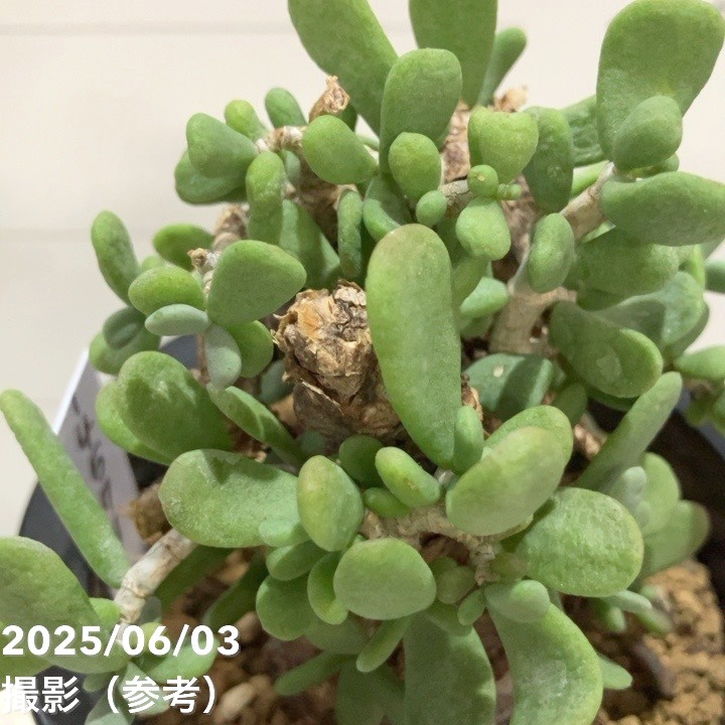 現品お届け】ケラリア ピグマエア Ceraria pygmaea 3.5号（SA6