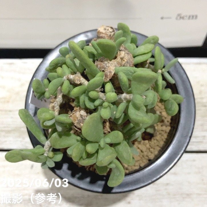 現品お届け】ケラリア ピグマエア Ceraria pygmaea 3.5号（SA6