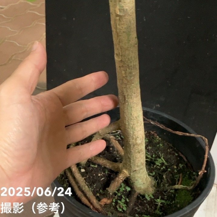 フィカス アルテシマ ナチュラルな樹形 極上 斑入り 大人気品種 匿名発送 フィカス・アルテシマ まがり M 〈沖縄産〉 | 観葉植物の通販