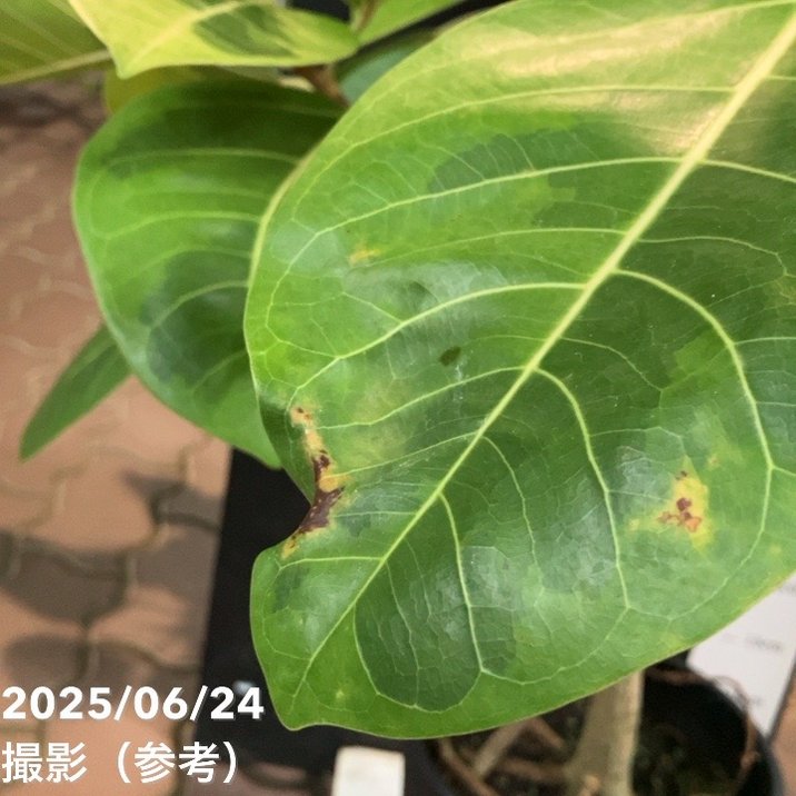 観葉植物 フィカス アルテシマ 170cm フィカス アルテシマ 7号｜観葉04-PA | 観葉・多肉,フィカス | 赤塚