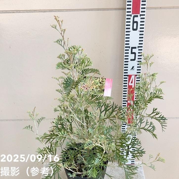 グレビレア クリームパッション 5号｜花木04-PA | 花木・庭木