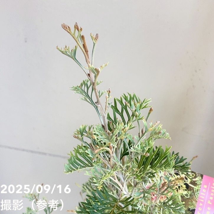 グレビレア クリームパッション 5号｜花木04-PA | 花木・庭木