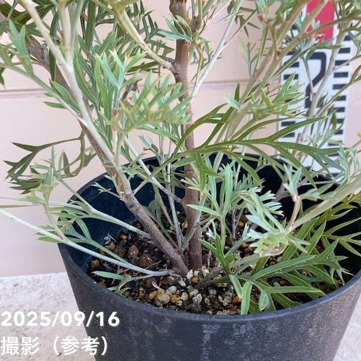 グレビレア クリームパッション 5号｜花木04-PA | 花木・庭木