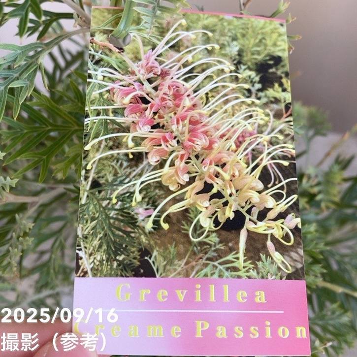 グレビレア クリームパッション 5号｜花木04-PA | 花木・庭木