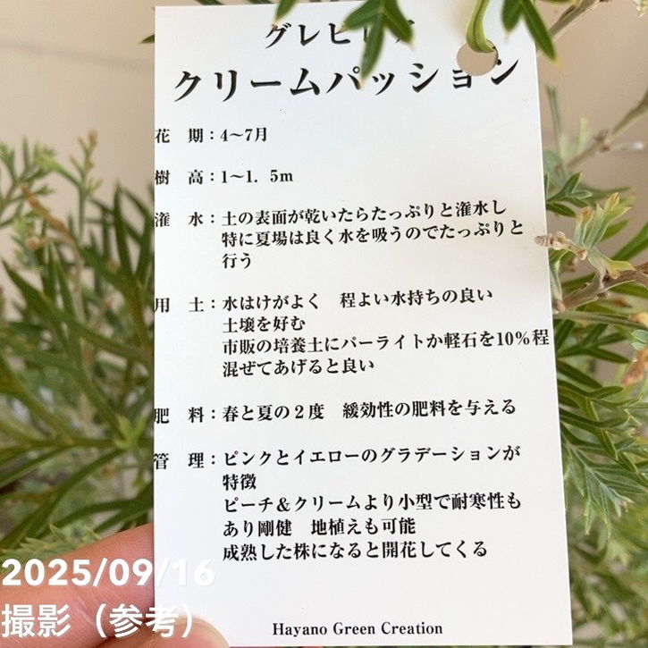 決算P5倍！8/2まで】グレビレア クリームパッション 5号｜花木04-PA