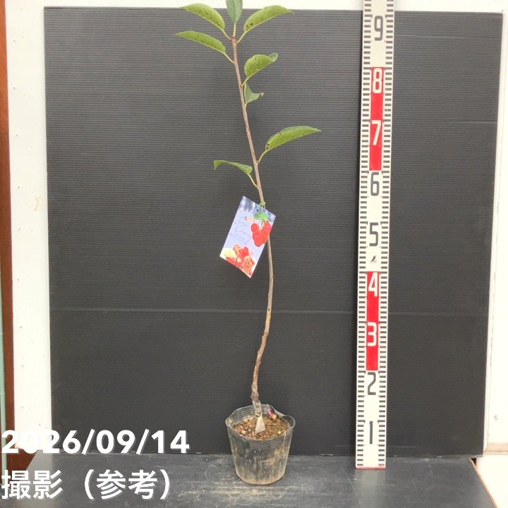 【秋セール10%OFF!11/1まで】サワーチェリー 酸果桜桃 アーリーリッチモンド 4.5号|果樹10-TU