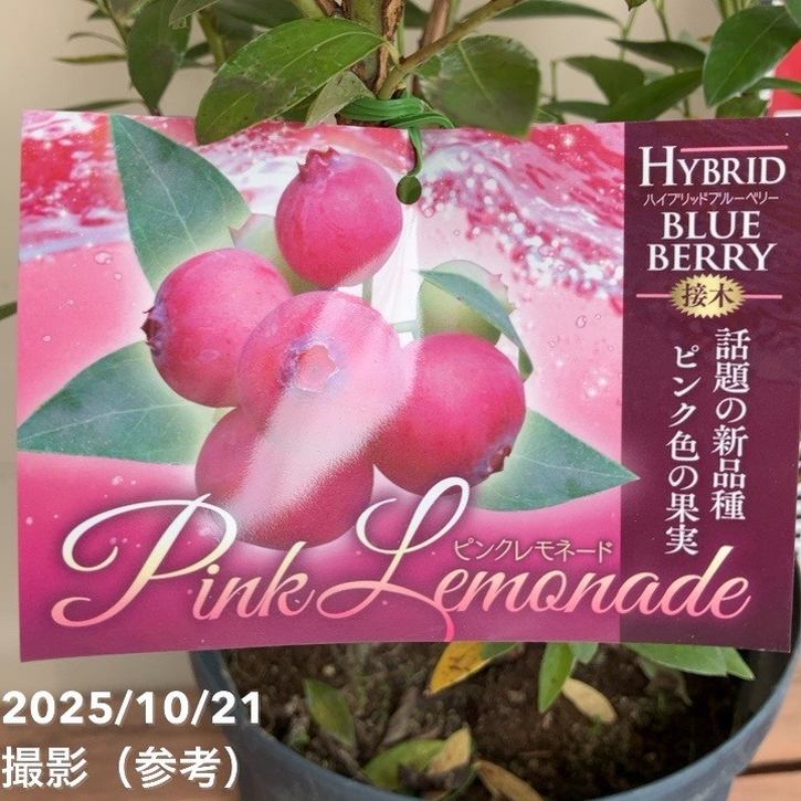 ブルーベリー苗 パウダーブルー＆ピンクレモネード7号ポット2本セット