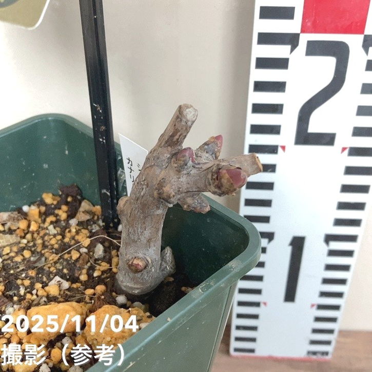 芍薬 シャクヤク 5号 カナリーブリリアント|草花04-PA