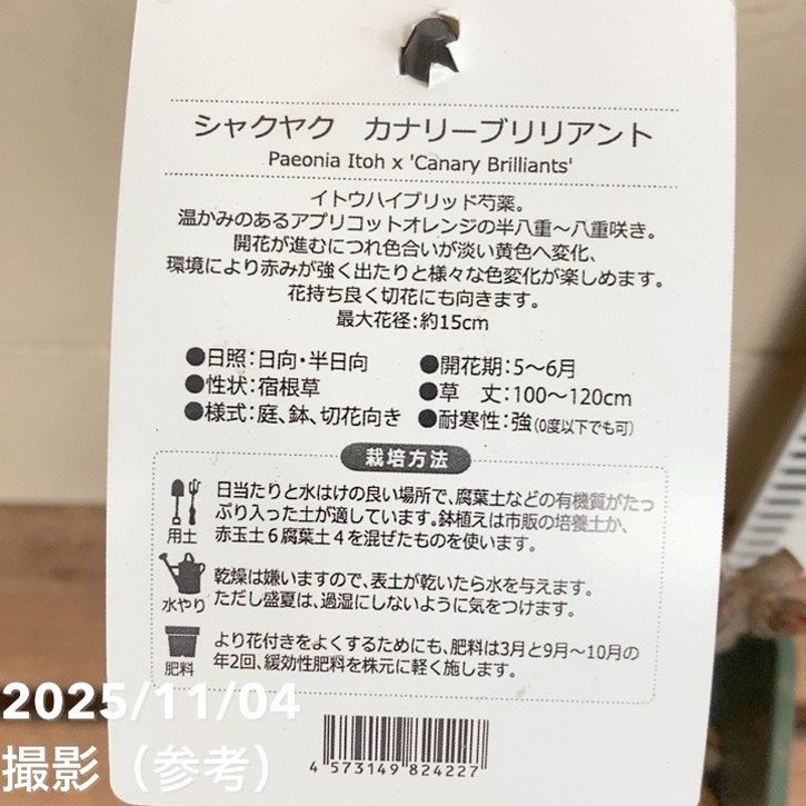 芍薬 シャクヤク 5号 カナリーブリリアント|草花04-PA