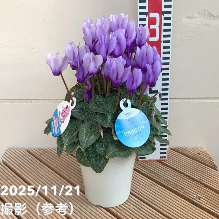 シクラメン ドラゴン ライトブルー 4号｜草花04-PA | ギフト,鉢花